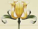 Agnews Tulip Tile Set Honey / Yellow<br>